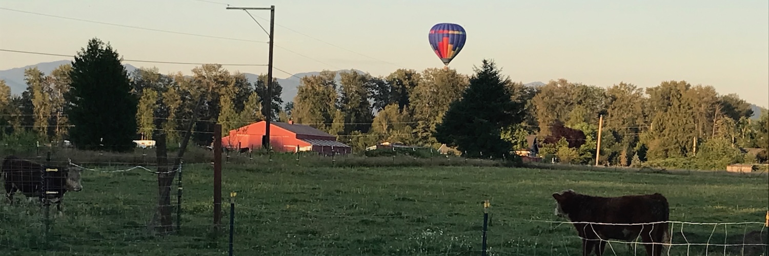 A pasture at dusk with a red barn, grazing cattle and a hot-air balloon over the treeline
